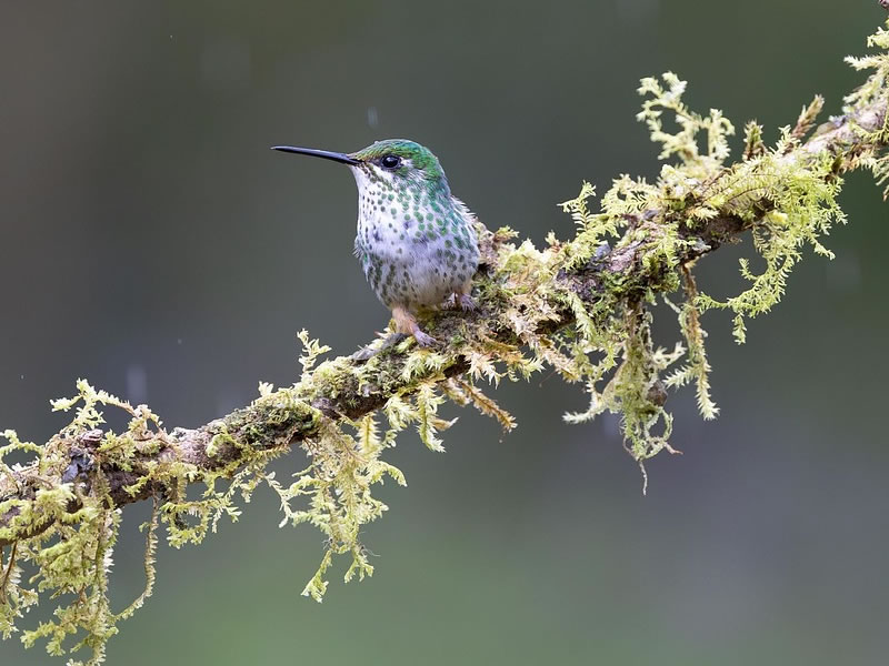 Rare bird species spotted during a Manu Jungle Trip birding expedition in Peru
