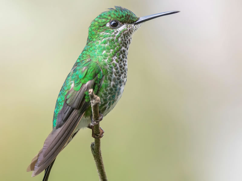 Bird Watching & Photography Tours