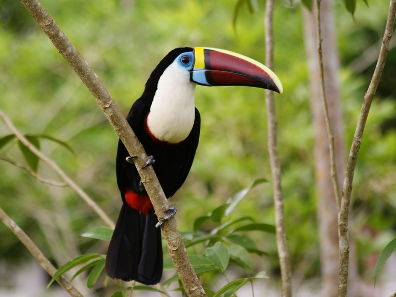 Amazon rainforest river during a Manu Jungle Tour in the Cultural Zone Peru
