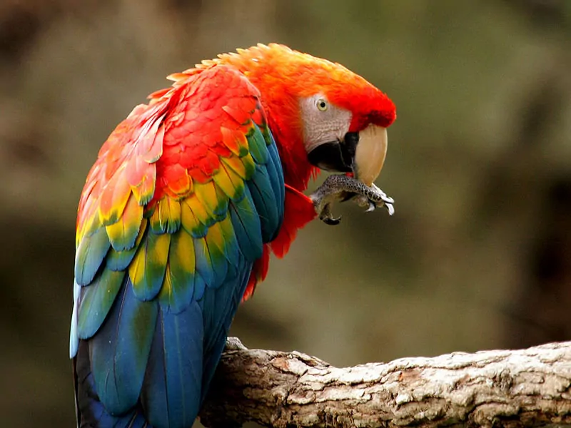 Amazon rainforest river — jungle trip Peru with Wildlife Nature Peru