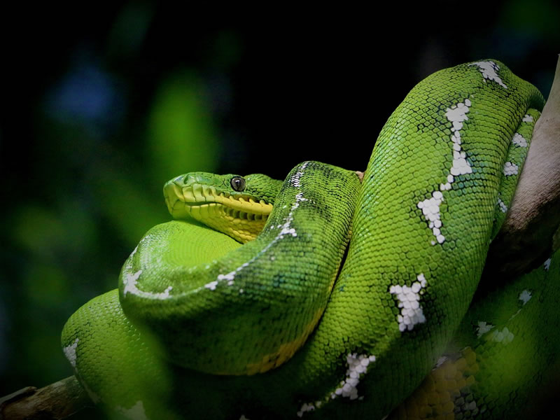 Tambopata VIP Tours